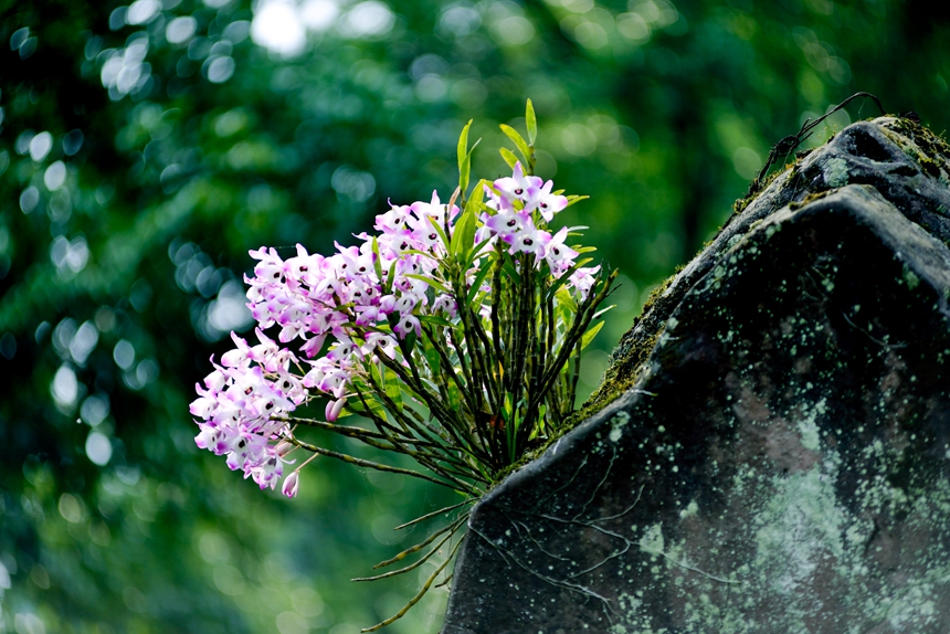 生長在赤水丹霞石上的金釵石斛。王茂祥攝