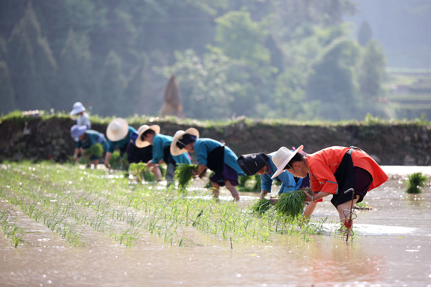 村民在梯田里插秧。
