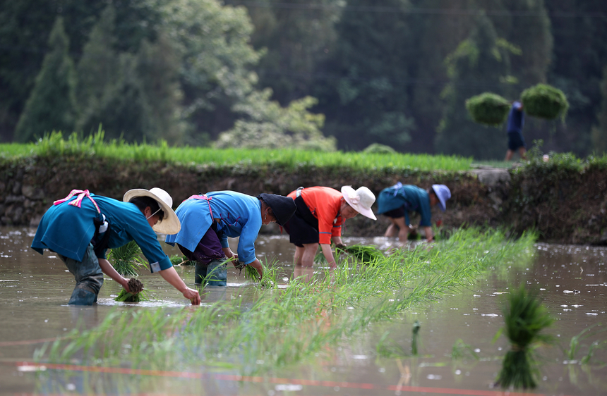 村民在梯田里插秧。