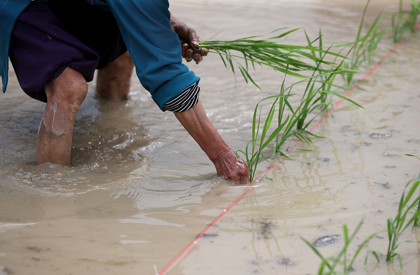 村民在梯田里插秧。