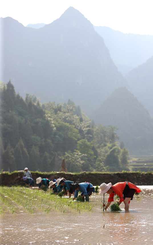村民在梯田里插秧。