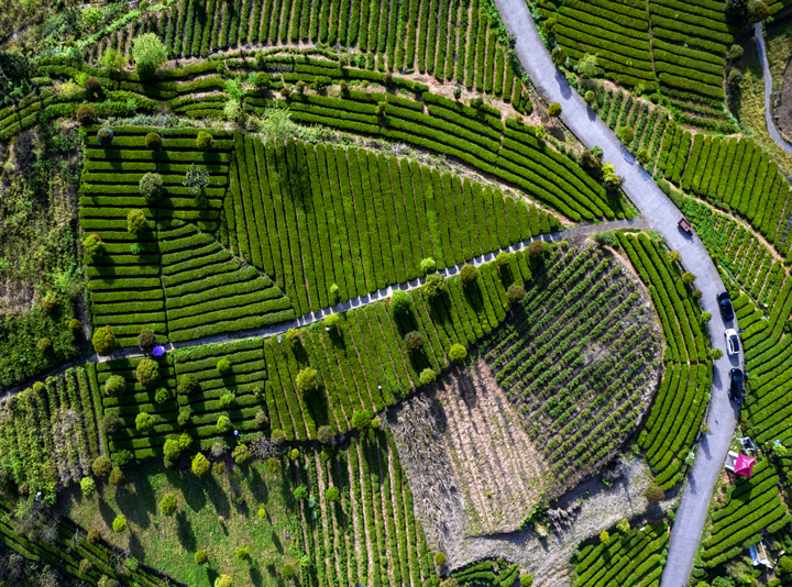 新景鎮姚溪村茶園。銅仁市攝影協會供圖