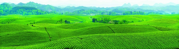 湄潭萬畝“茶海”。盧現藝攝