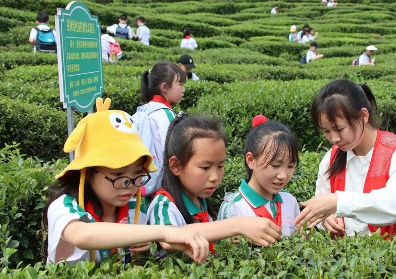 學院的茶山吸引眾多小學生前來研學。黔南民族職業(yè)技術學院供圖