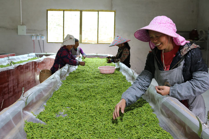 旁海鎮水寨村新出產的白茶。楊玉連攝