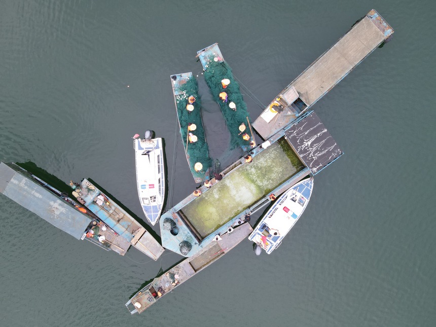 漁場(chǎng)工作人員正在捕撈。馬偉攝