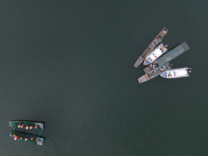 漁場工作人員正在捕撈。馬偉攝 