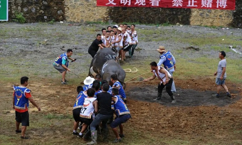 荔波甲良“四月八”斗牛比賽。張云開攝