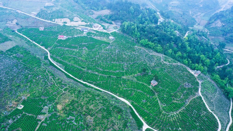 航拍友芝村刺梨種植基地。