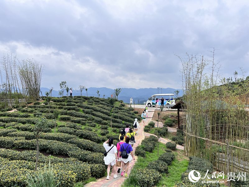 如今的鳳凰山,萬畝茶葉一碧千里。人民網 陳潔泉攝