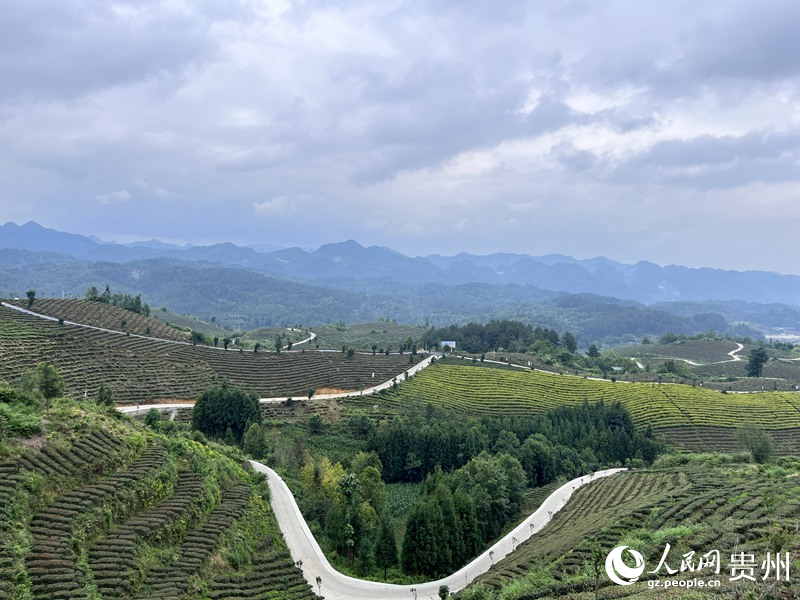 如今的鳳凰山,萬畝茶葉一碧千里。人民網 陳潔泉攝