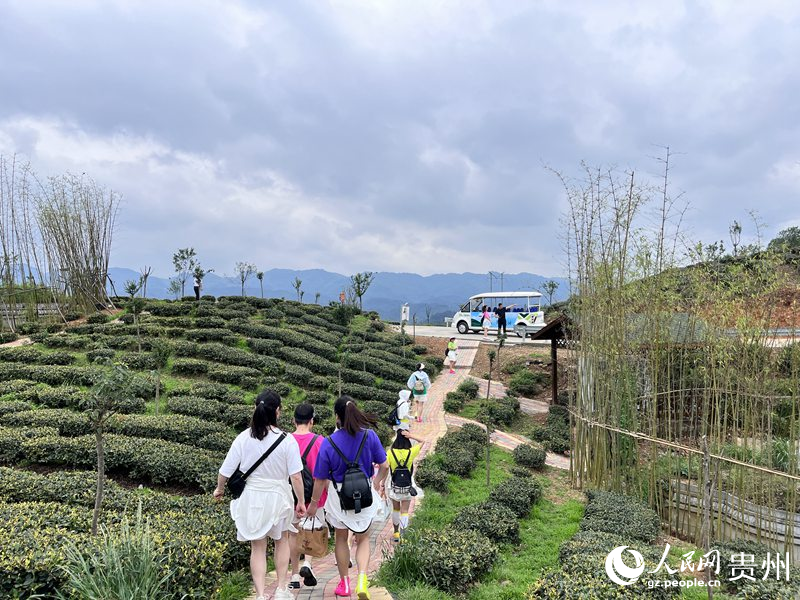 游客正在茶場內賞景。人民網 陳潔泉攝