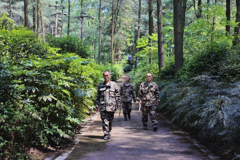 孿生三兄弟護林40余載。