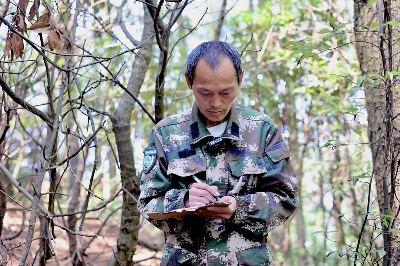 孿生三兄弟護林40余載。