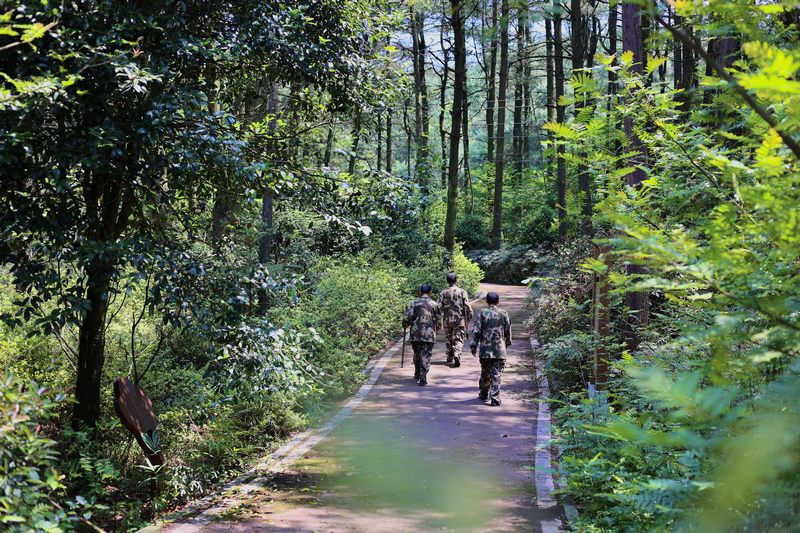 孿生三兄弟護林40余載。