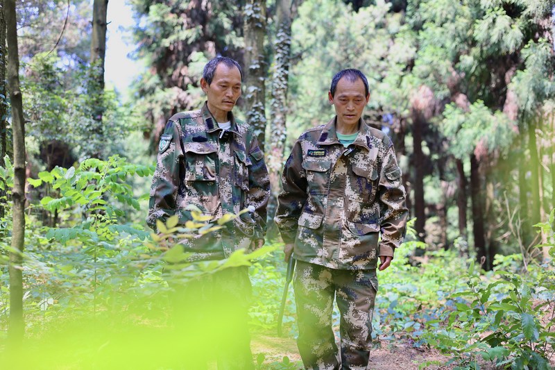 孿生三兄弟護林40余載。