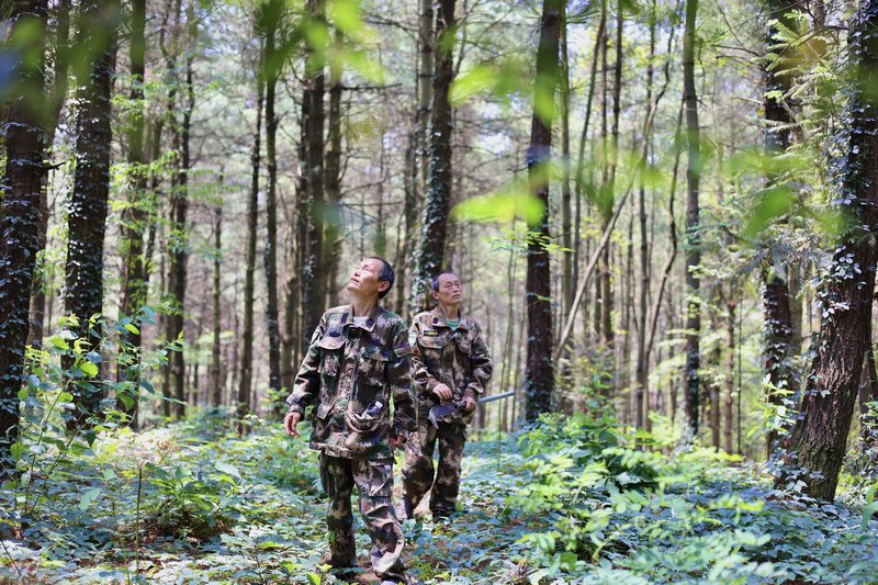 孿生三兄弟護林40余載。