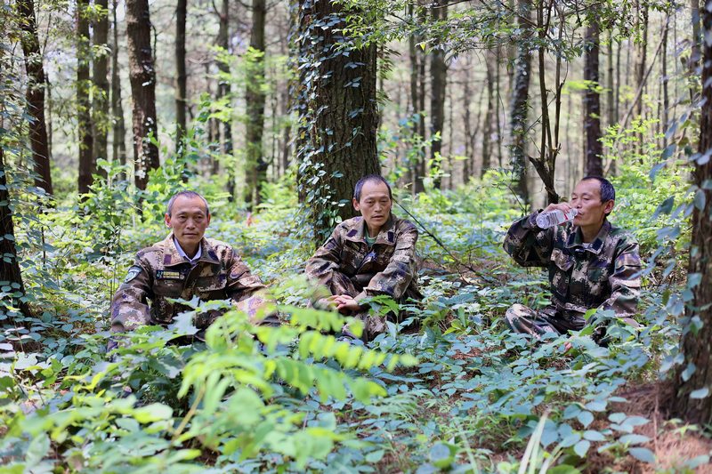 孿生三兄弟護林40余載。
