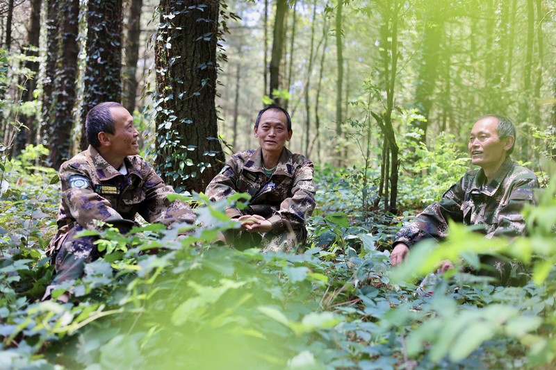孿生三兄弟護林40余載。