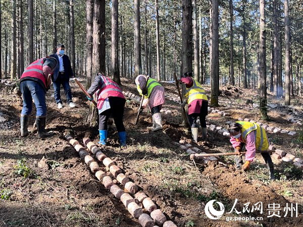 貴陽貴安林下紅托竹蓀種植現(xiàn)場。陳潔泉攝