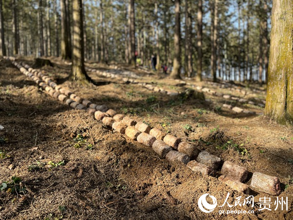 貴陽貴安林下紅托竹蓀種植現(xiàn)場陳潔泉攝。