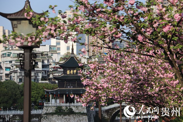 春日的南明河畔,生機(jī)勃勃。李永馨攝