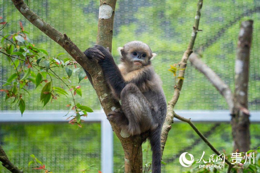 救護中心繁育的黔金絲猴“黔寶”在運動場內攀爬跳躍。人民網記者 涂敏攝