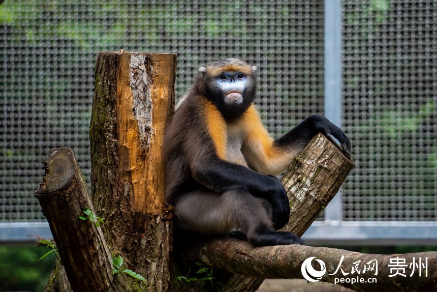 救護中心救助的黔金絲猴。人民網記者 涂敏攝
