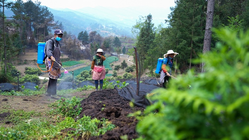 大方縣小屯鄉(xiāng)楠華種植農(nóng)民專業(yè)合作社工人給蚯蚓養(yǎng)殖基地消毒。司玉坤攝