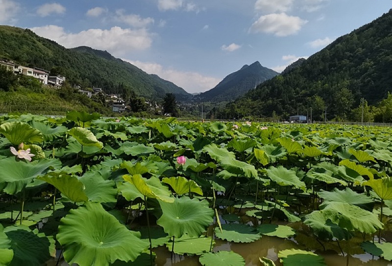 桐梓縣 成片的荷花池。戴密密攝