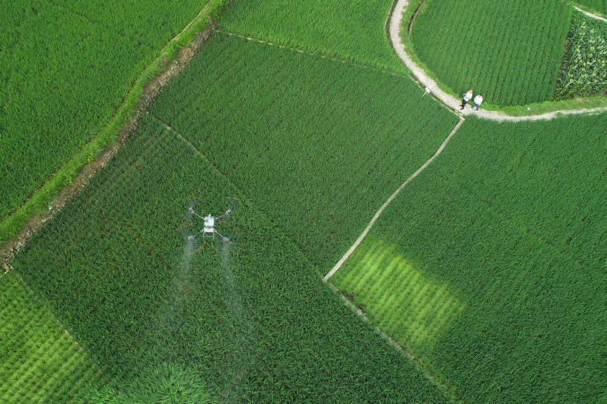 7月10日，技術(shù)員操作植保無人機(jī)對(duì)水稻進(jìn)行病蟲害防治作業(yè)（無人機(jī)照片）。