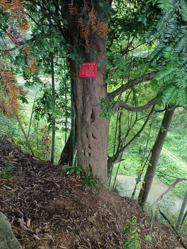 黎平縣中潮鎮(zhèn)上黃村蘭洞(上蘭)掛牌保護(hù)的紅豆杉.jpg
