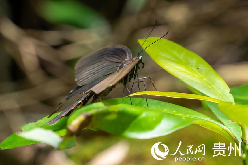 貴州茂蘭國家級自然保護區(qū)內的蝴蝶。人民網 涂敏攝