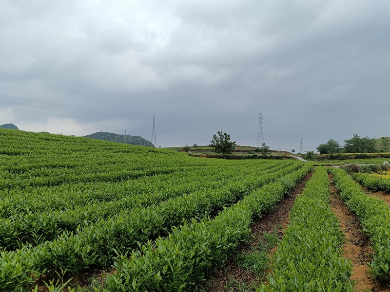 對門山村茶園。