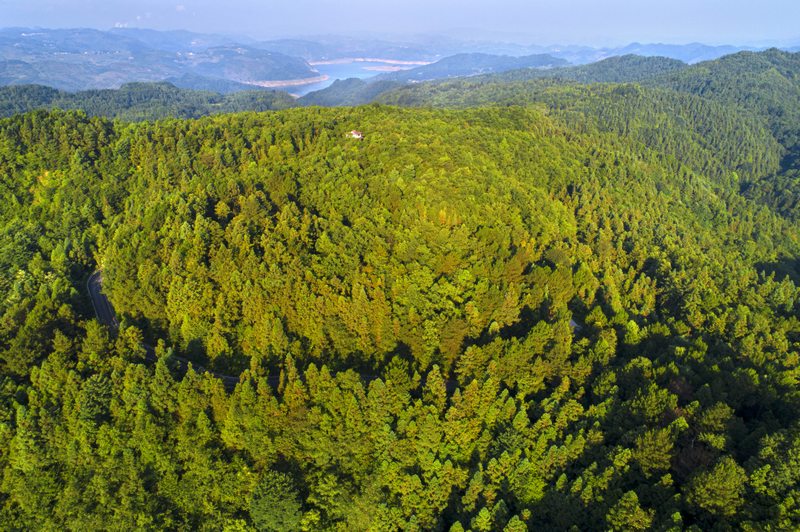 黔西市金碧鎮萬家寨社區國儲林示范點綠意盎然。史開心攝