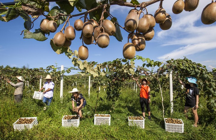 黔西縣林泉鎮(zhèn)海子村生態(tài)農(nóng)業(yè)園,果農(nóng)在采摘獼猴桃。史開心攝