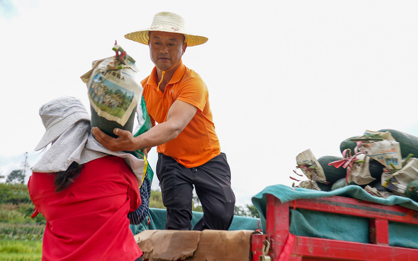 8月3日，村民在把收獲的冬瓜裝車。