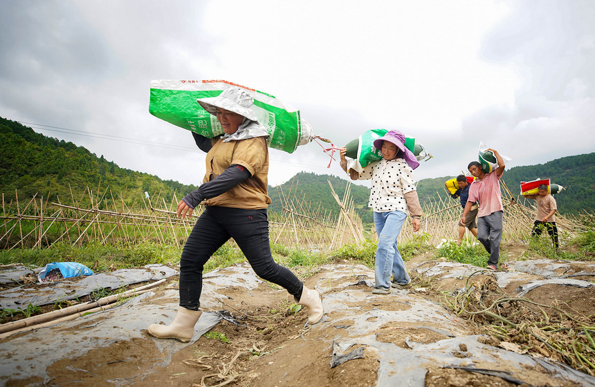 8月3日，村民搬運收獲的冬瓜。