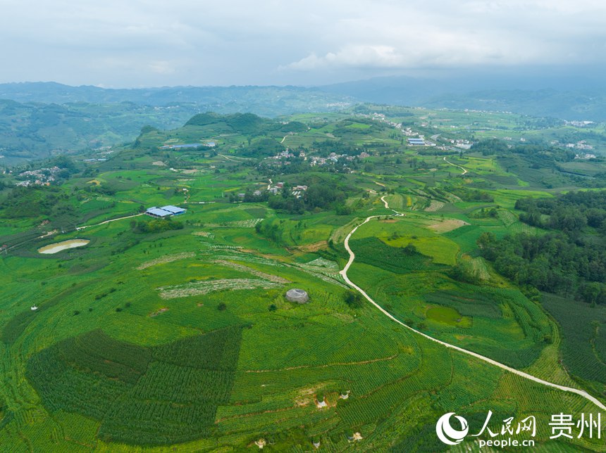 航拍畢節(jié)煙區(qū)一隅。 人民網(wǎng) 陽茜攝