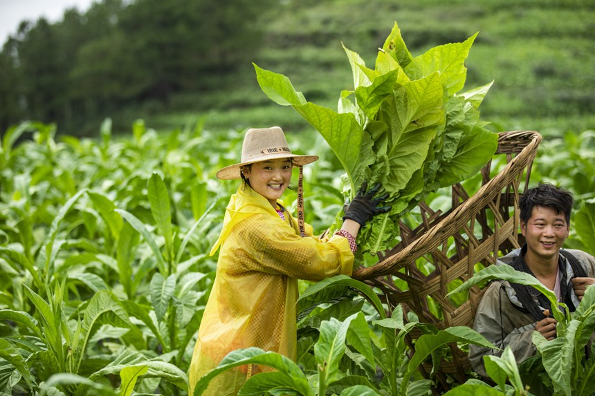 煙農忙采收。任洪攝    