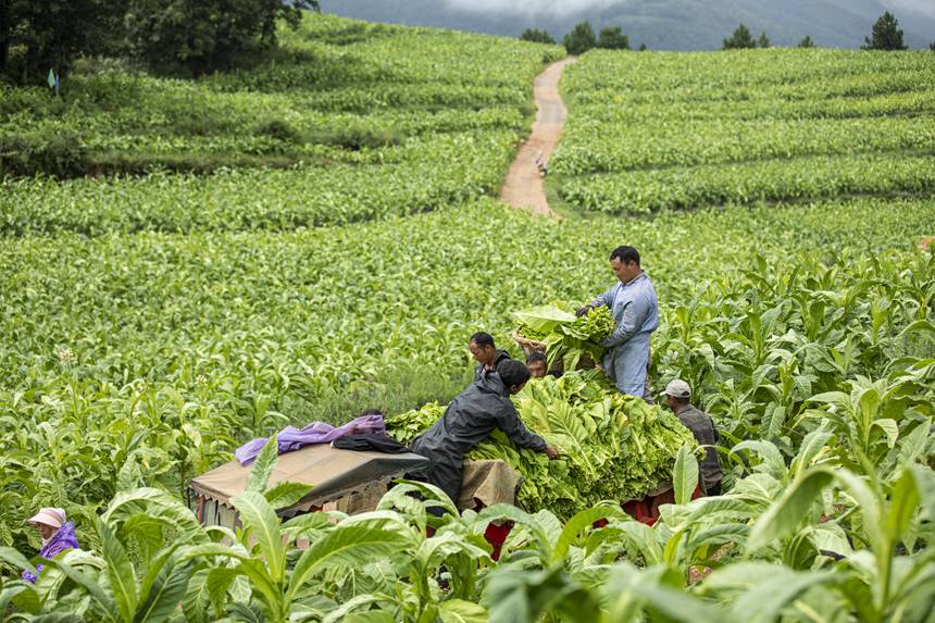 煙農忙采收。任洪攝   