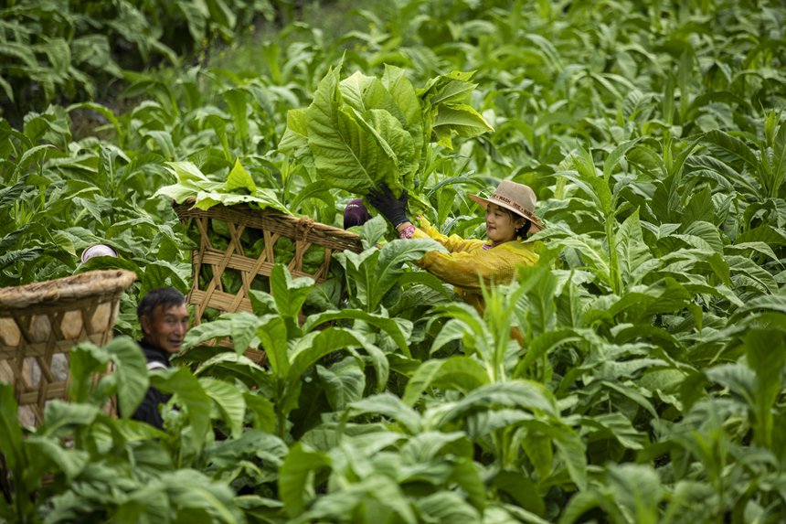煙農忙采收。任洪攝 