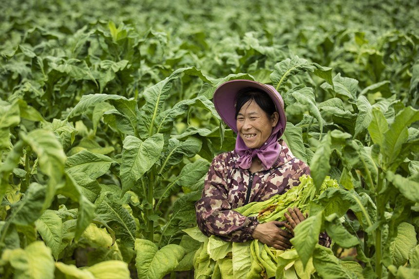 煙農忙采收。任洪攝