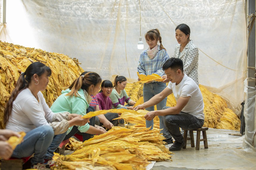 煙農正在分類打捆。任洪攝