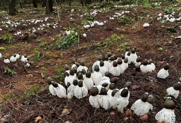 紅托竹蓀等待采摘。貴陽市林業局供圖