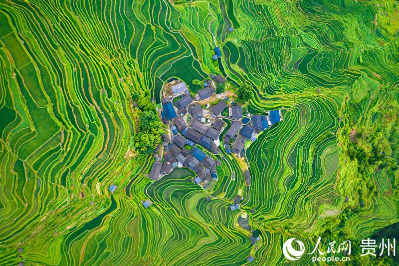 從江縣加榜梯田。人民網 涂敏攝