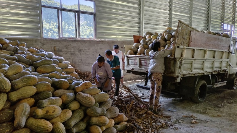 正是采收用工高峰期,每天可吸納10至12名村里的閑置勞動(dòng)力務(wù)工 文燕 攝.jpg