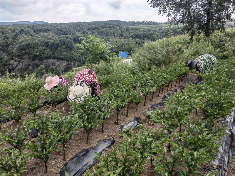 8月17日，在赫章縣松林坡鄉紅磚村，務工人員在魔芋基地鋤草。周麗娜攝