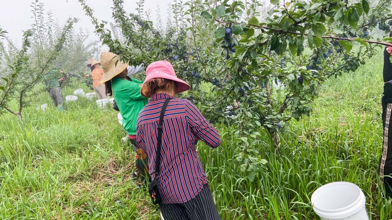 開陽縣南江村西梅采摘園內,當地村民正在采摘鮮果。受訪者供圖
