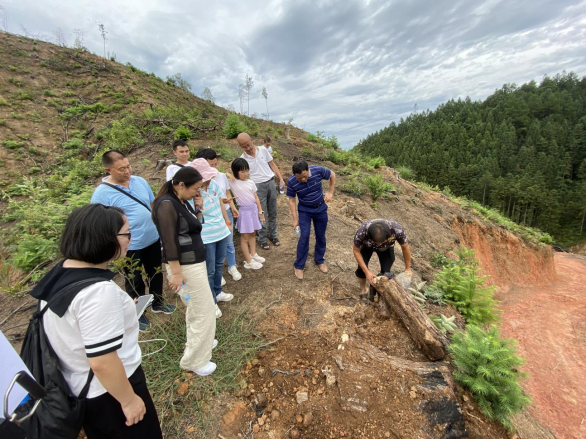 貴州茯苓:良種選育提質增效促發展。